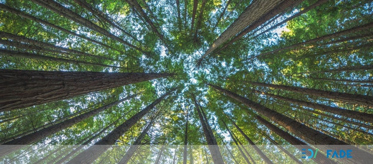 comision-empresarial-de-desarrollo-sostenible-de-fade